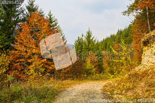 Image of Dirt forest road in autumn