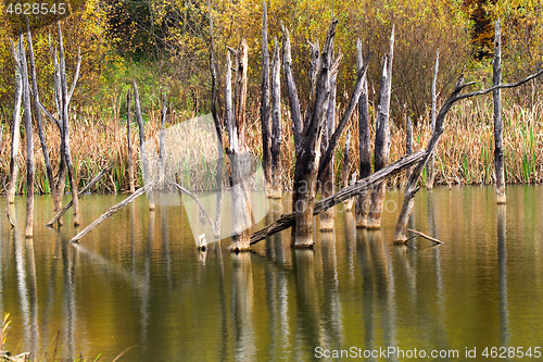 Image of Mirroring dead tree trunks