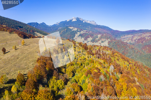 Image of Golden forest landscape