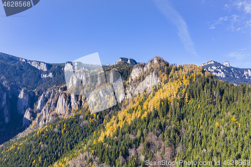 Image of Autumn mountain landscape in the Carpathians, yellow larch tree