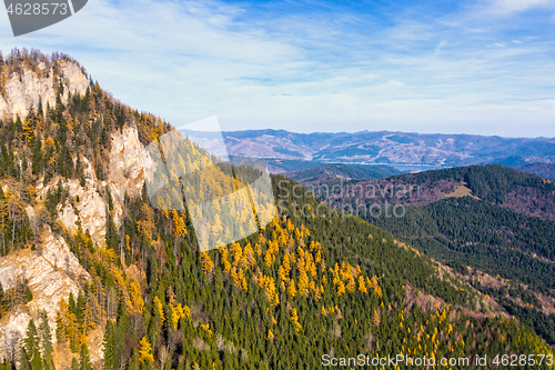 Image of Yellow larch trees in green forest