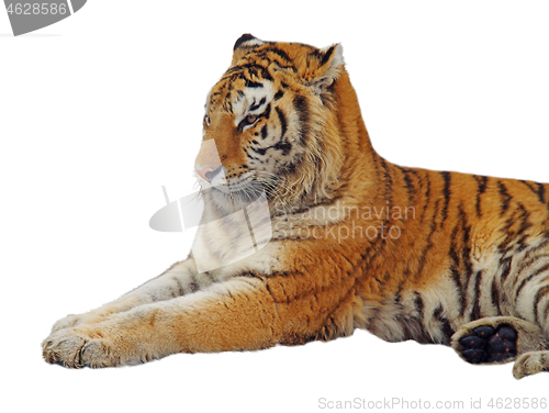 Image of Isolated staying tiger