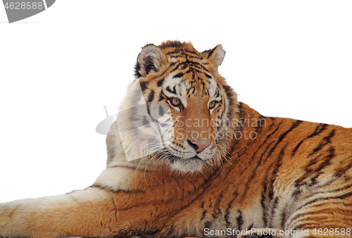 Image of Isolated tiger portrait over white