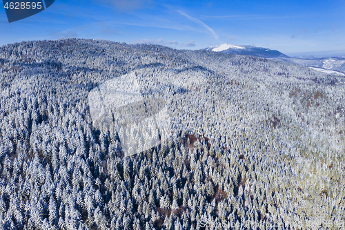 Image of Aerial view of evergreen forest in winter