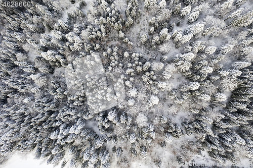 Image of Frozen tree in winter as pattern, above view