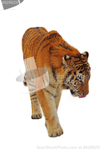 Image of Beautiful isolated tiger