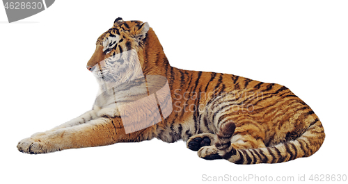 Image of Resting isolated tiger