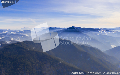 Image of Mountain winter crest