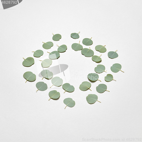 Image of Rhombus frame from leaves of Eucalyptus plant on a light grey background.