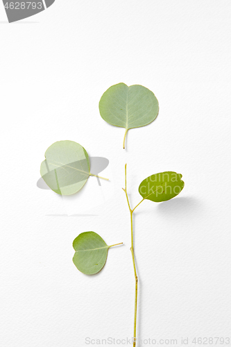 Image of Eucalyptus plant with separated leaves from twig.
