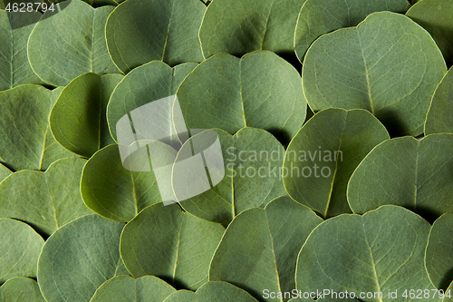 Image of Natural background from close up evergreen Eucalyptus leaves.