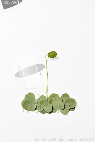Image of Botanical composition from fallen Eucalyptus leaves on a white background.