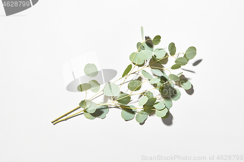 Image of Fresh branch of natural organic Eucalyptus plant with shadows.