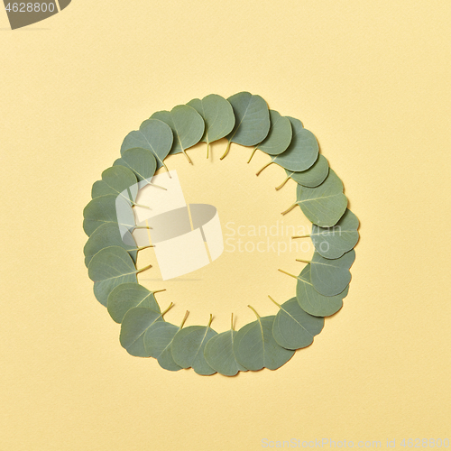 Image of Round frame from evergreen small leaves of Eucalyptus on a sand yellow background.