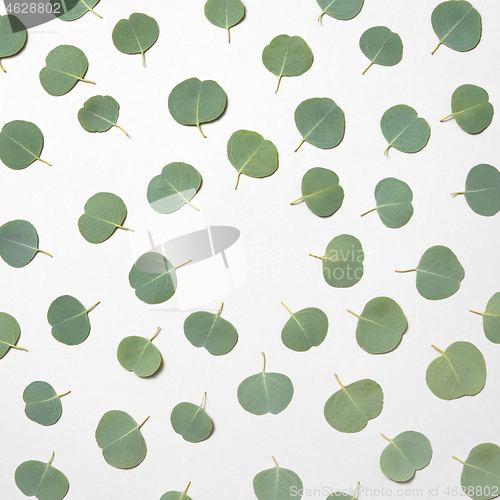 Image of Decorative frame from leaves of Eucalyptus plant on a white background.