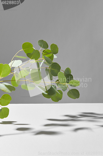 Image of Fresh plant composition from Eucalyptus branch with soft shadows.