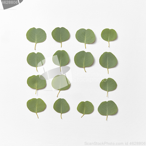 Image of Creative frame from Eucalyptus leaves on a white background.