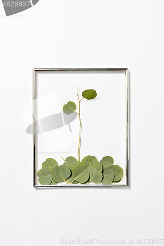 Image of Congratulation frame with plant composition from Eucalyptus leaves.