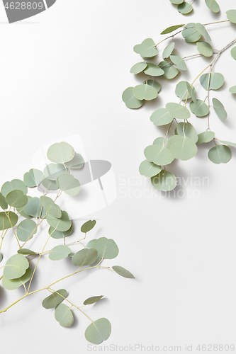 Image of Corner composition from two twigs of natural Eucalyptus on a white background.