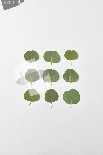 Image of Square pattern from leaves of Eucalyptus plant on a white background.