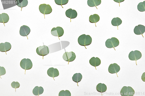 Image of Creative natural pattern from small leaves of Eucalyptus on a white background.
