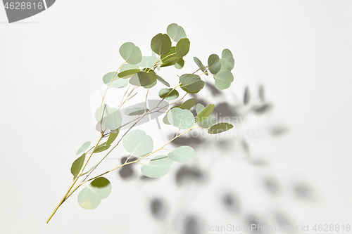 Image of Falling natural branch of evergreen Eucalyptus plant with shadows above white surface.
