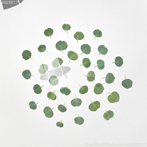 Image of Round pattern from natural leaves of Eucalyptus plant on a white background.