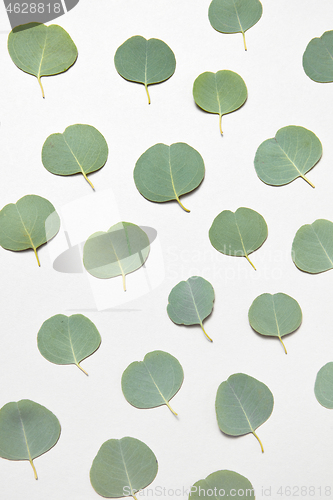 Image of Plant pettern from natural evergreen leaves of Eucalyptus on a white background.