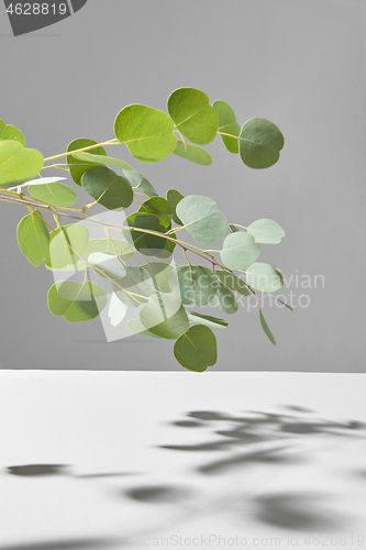 Image of Natural evergreen Eucalyptus plant branch with shadows above grey surface.