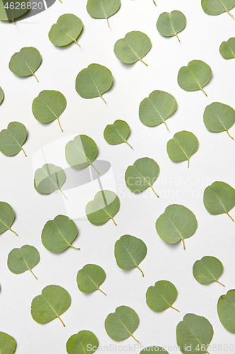 Image of Vertical pattern from small leaves of Eucalyptus on a light grey background.