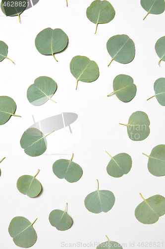Image of Creative frame from natural leaves of Eucalyptus plant on a white background.