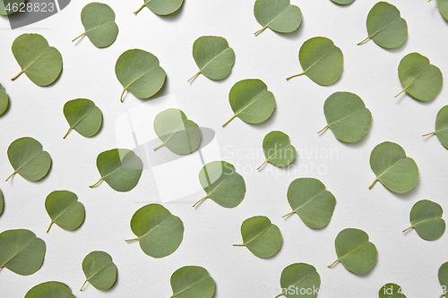 Image of Natural pattern from small leaves of Eucalyptus on a light grey background.