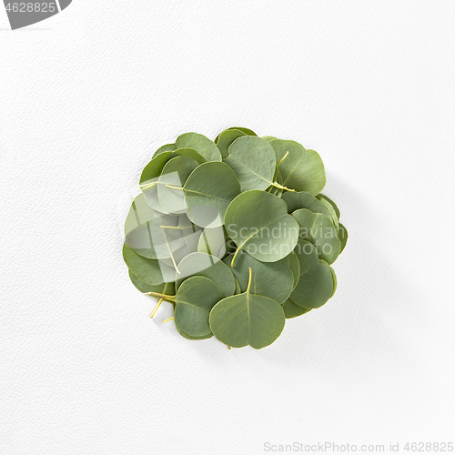 Image of Round heap from evergreen Eucalyptus leaves on a white background.