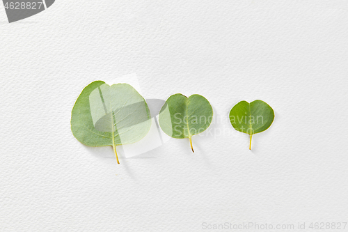 Image of Three fresh leaves of Eucalyptus plant on a light grey paper background.