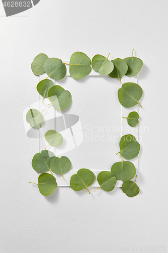 Image of Handmade frame from green leaves of Eucalyptus plant.