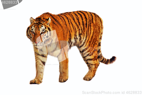 Image of Isolated walking tiger