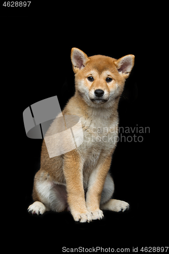 Image of Beautiful shiba inu puppy 