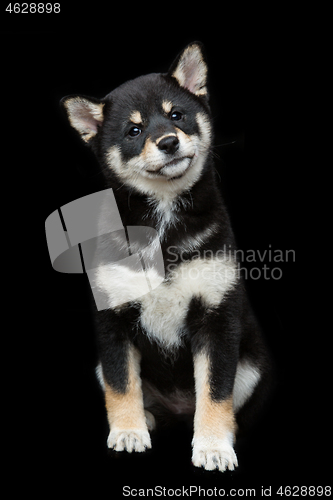 Image of Beautiful shiba inu puppy 