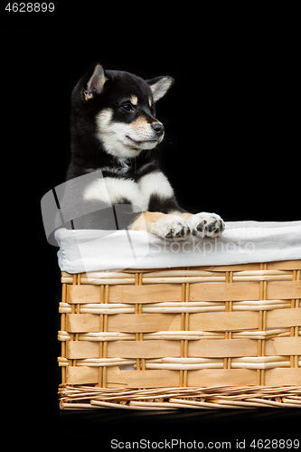 Image of Beautiful shiba inu puppy in basket