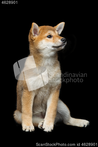 Image of Beautiful shiba inu puppy 