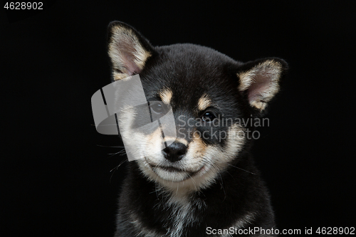 Image of Beautiful shiba inu puppy 