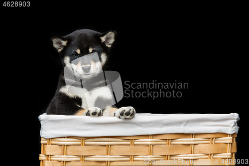 Image of Beautiful shiba inu puppy in basket