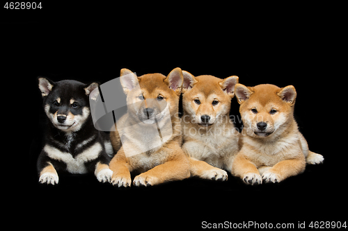 Image of Beautiful shiba inu puppies