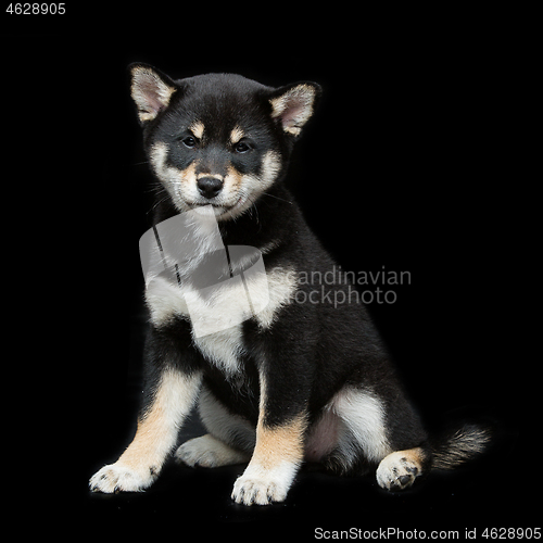 Image of Beautiful shiba inu puppy 