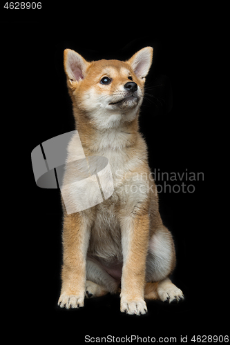 Image of Beautiful shiba inu puppy 