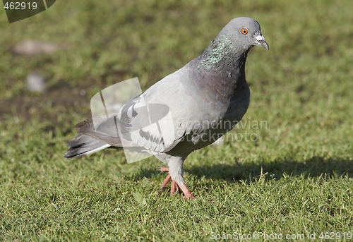 Image of Pigeon 