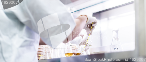 Image of Female scientist working with laminar flow at corona virus vaccine development laboratory research facility.