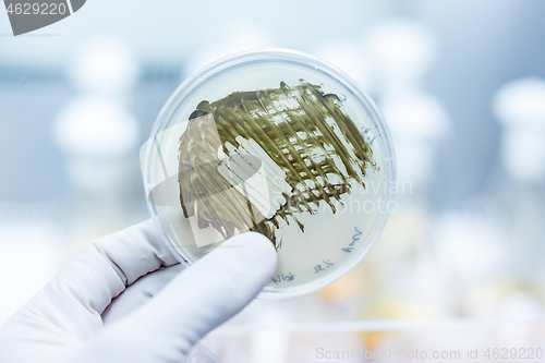 Image of Scientist growing bacteria in petri dishes on agar gel as a part of scientific experiment.