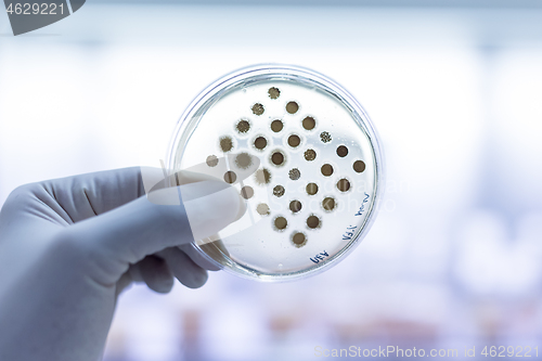 Image of Scientist growing bacteria in petri dishes on agar gel as a part of scientific experiment.