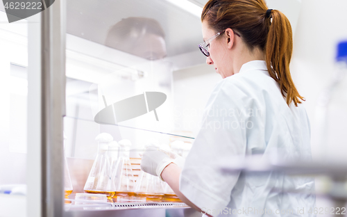 Image of Female scientist working with laminar flow at corona virus vaccine development laboratory research facility.